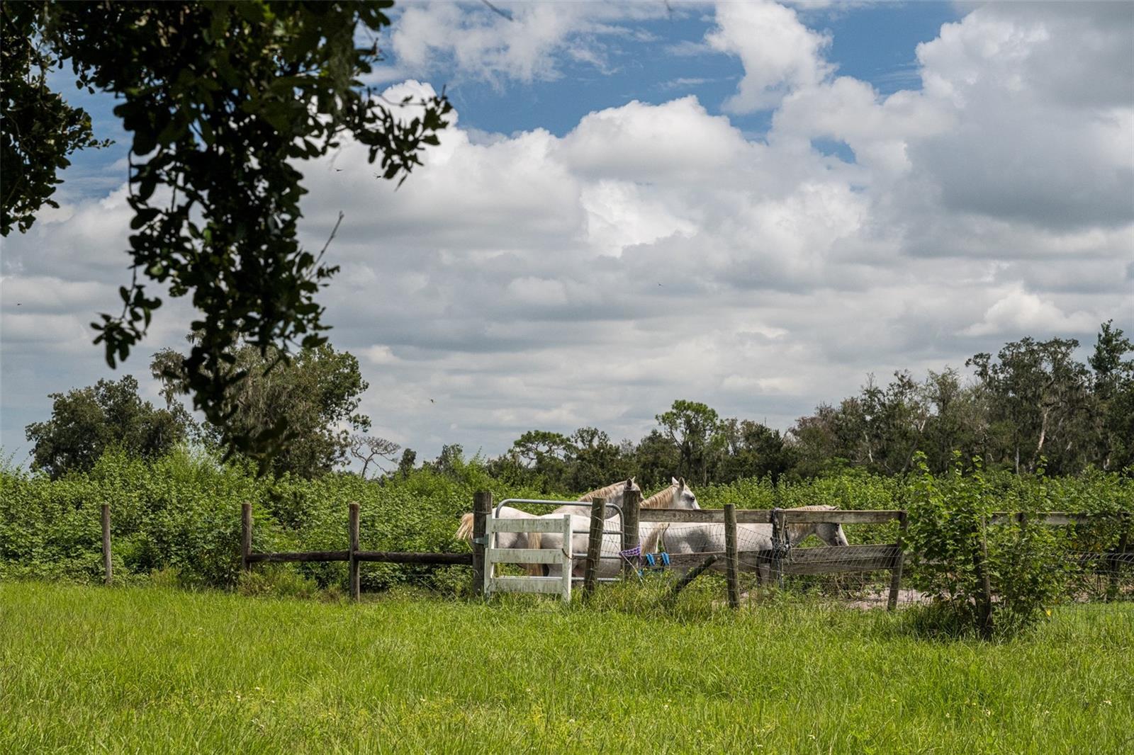 Image 22 of 50 For 32715 Singletary Road