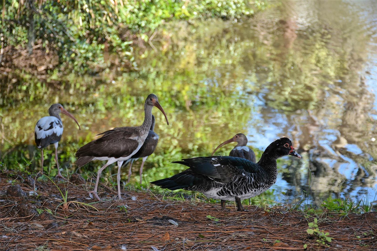 Image 49 of 72 For 2426 Wisteria Street