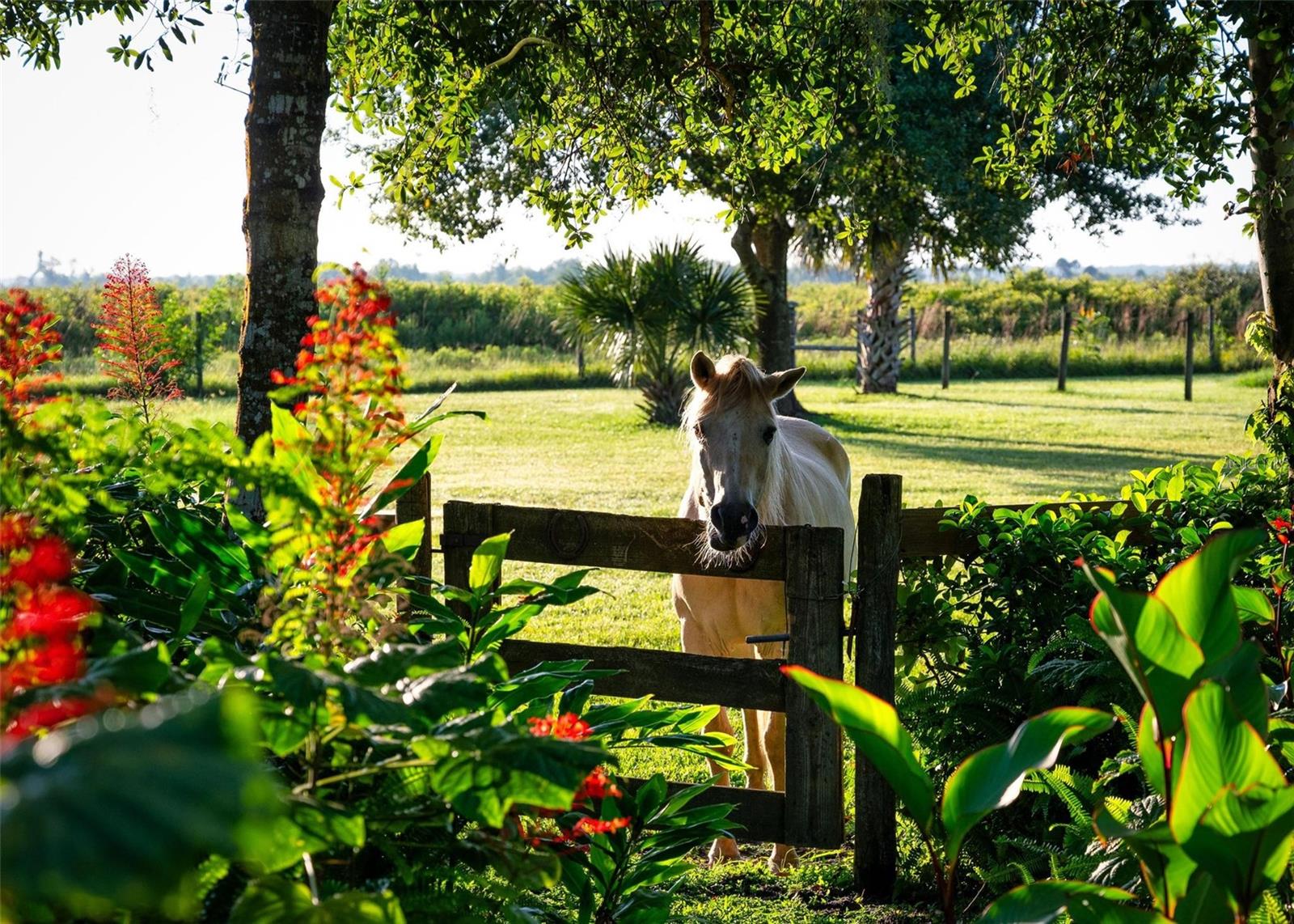 Image 87 of 93 For 4939 Myakka Valley Trail