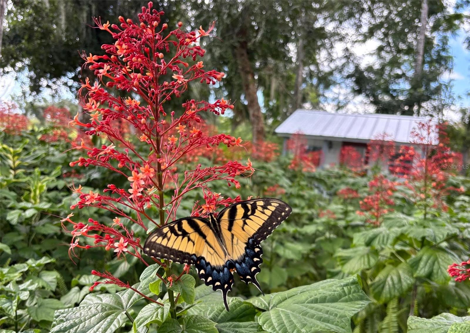 Image 88 of 93 For 4939 Myakka Valley Trail