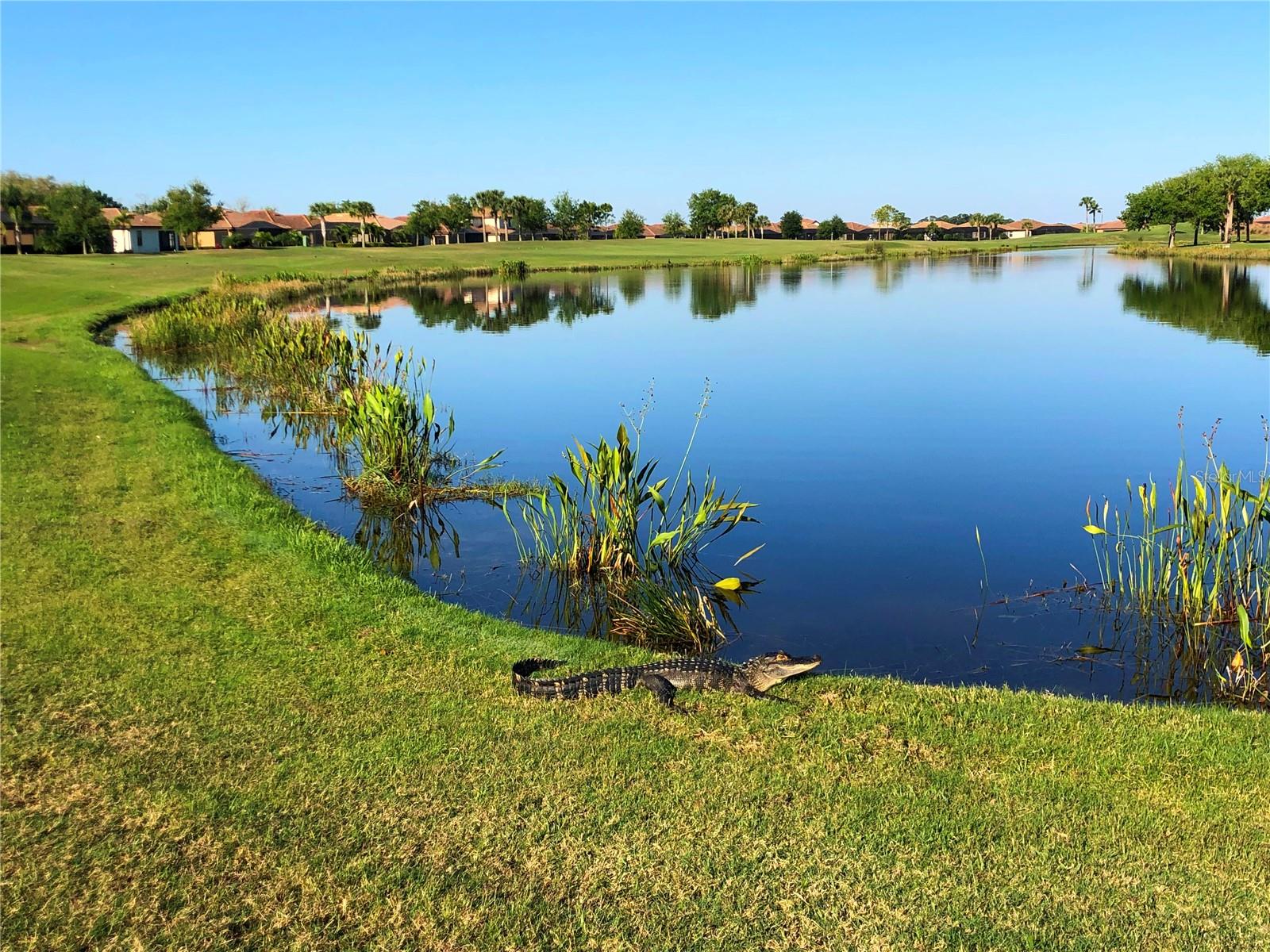 Image 58 of 68 For 9019 Heritage Sound Drive