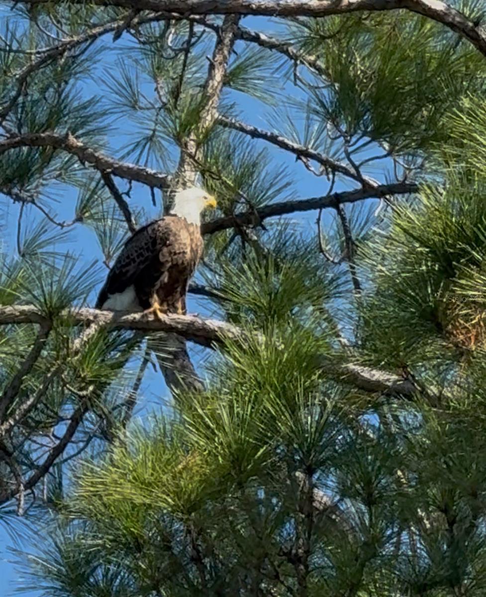 Image 42 of 43 For 919 Conrad Avenue