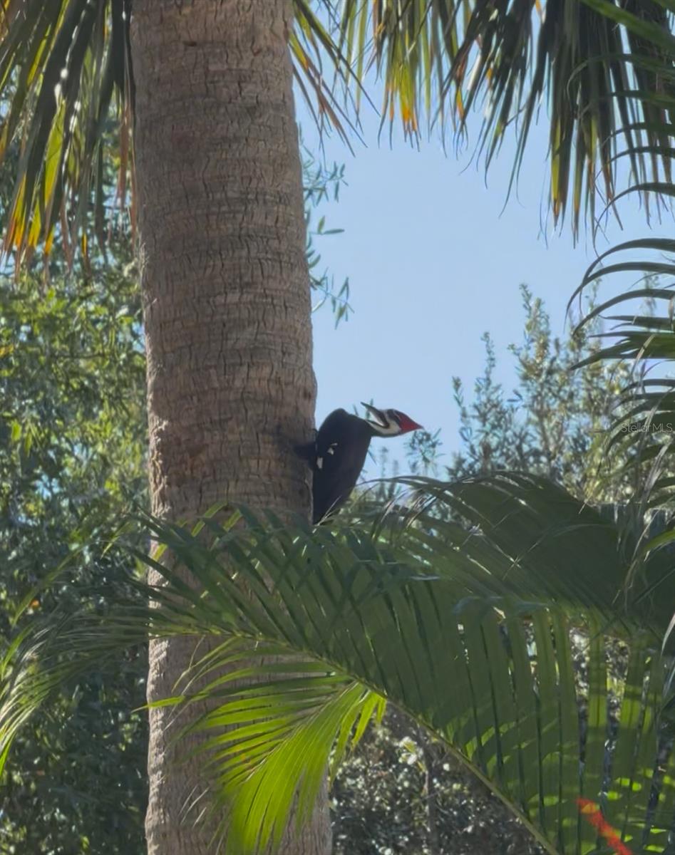 Image 43 of 43 For 919 Conrad Avenue