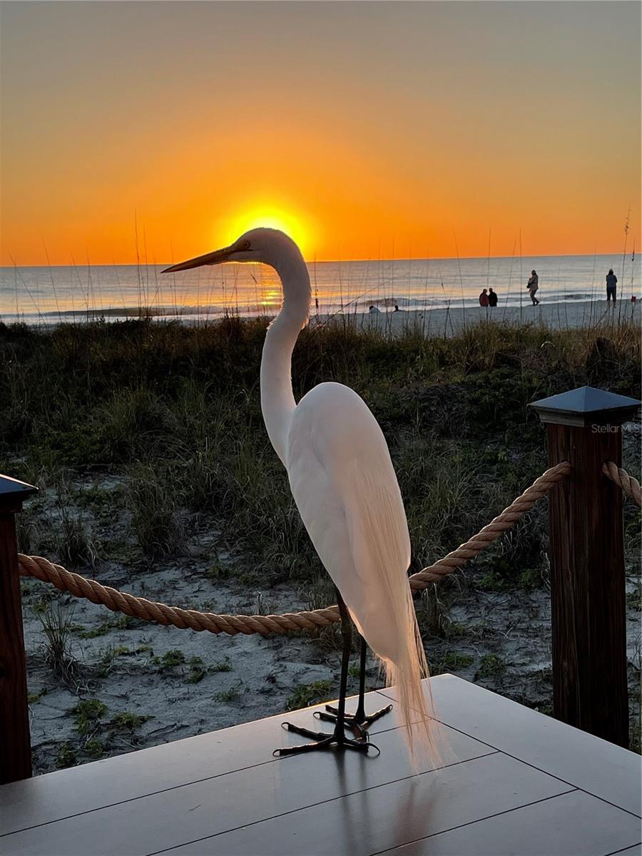 Image 35 of 36 For 2819 Gulf Of Mexico Drive