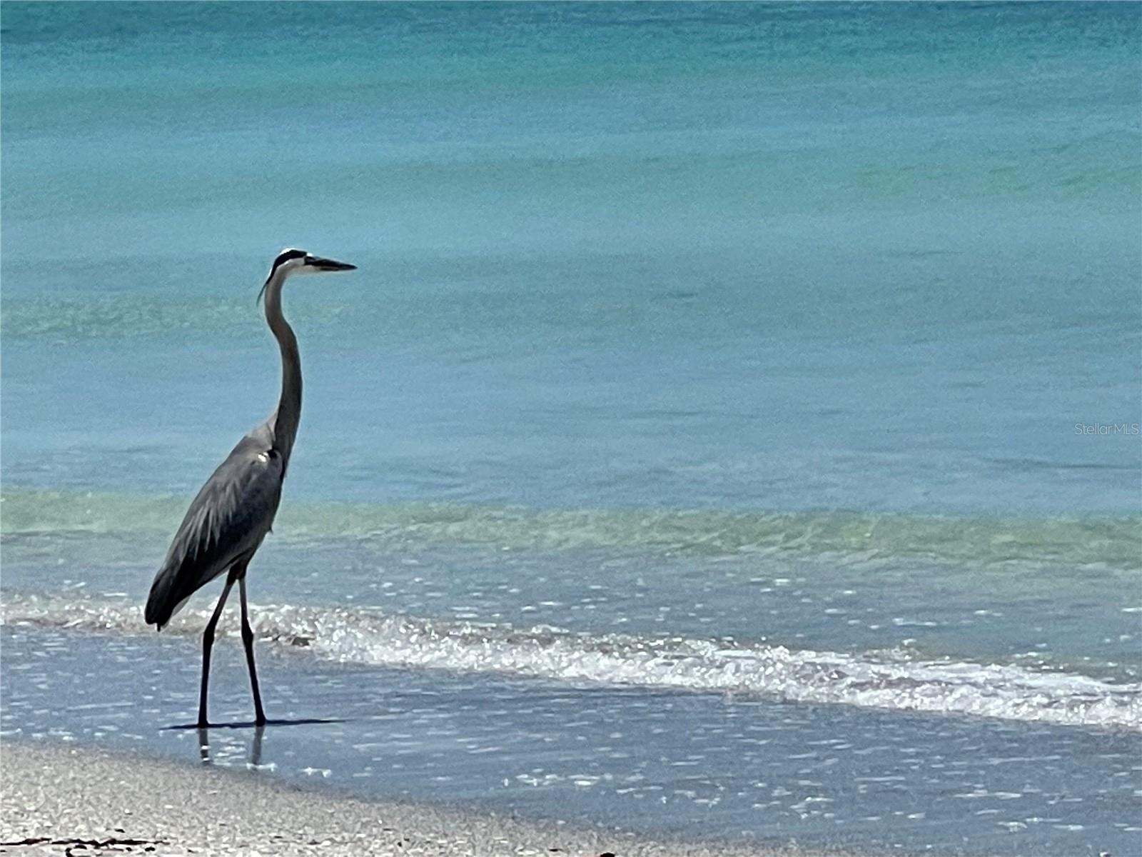 Image 36 of 36 For 2819 Gulf Of Mexico Drive