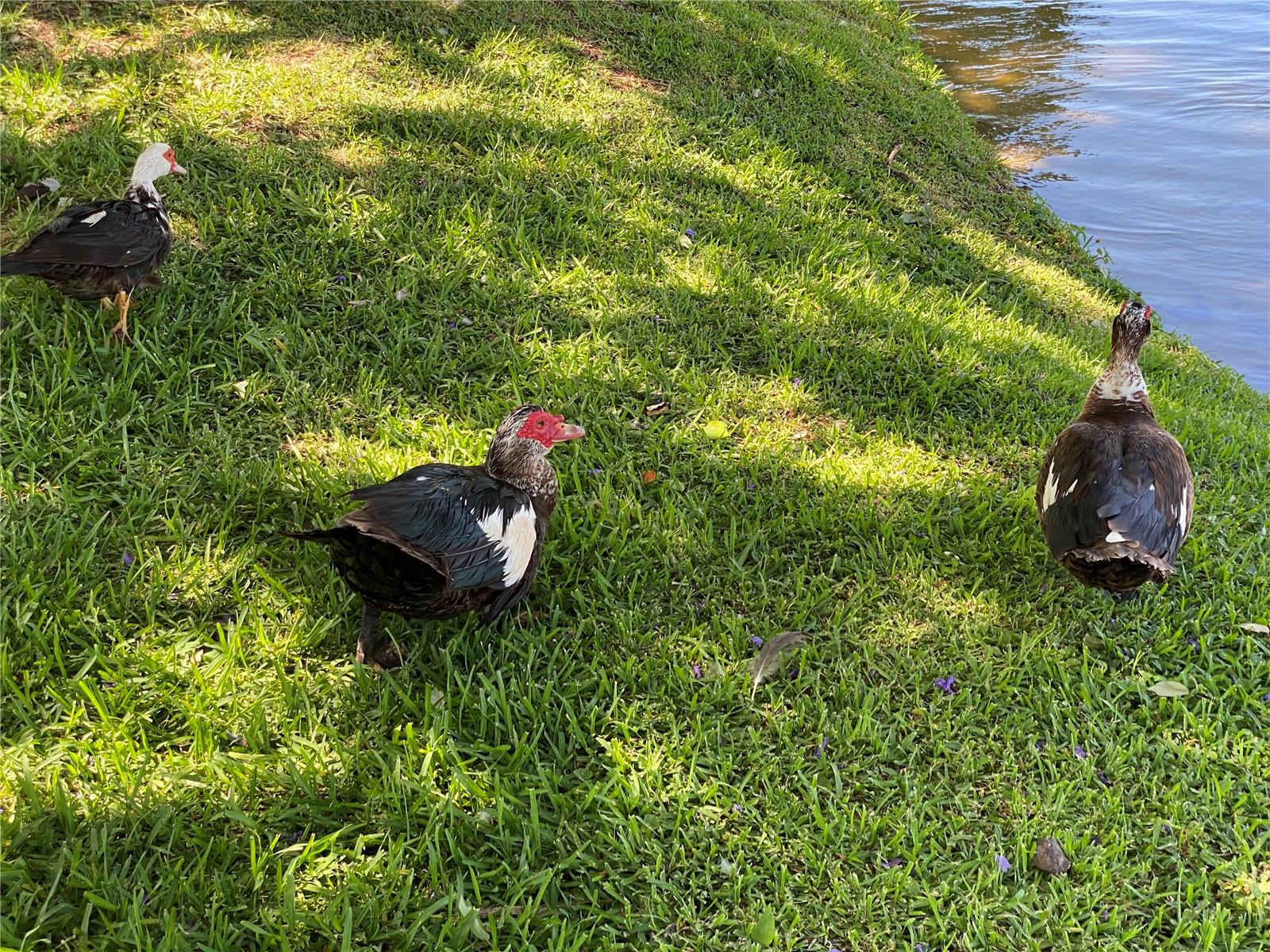 Image 47 of 48 For 3927 Lake Bayshore Drive F312