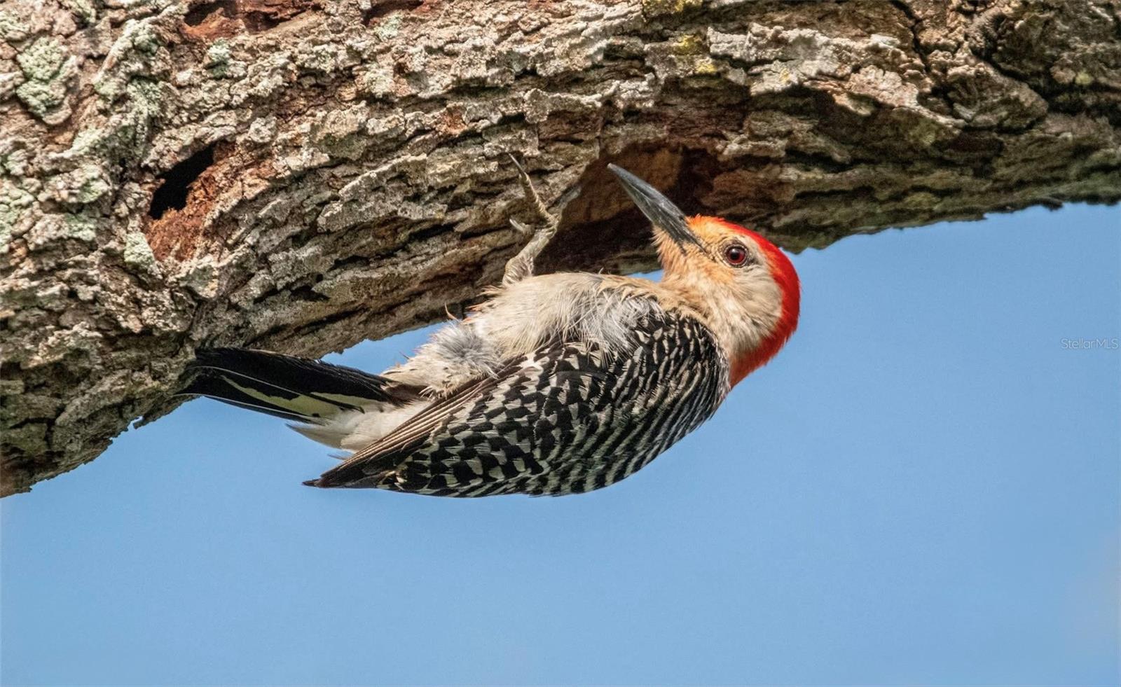 Image 39 of 71 For 9512 Colonial Drive