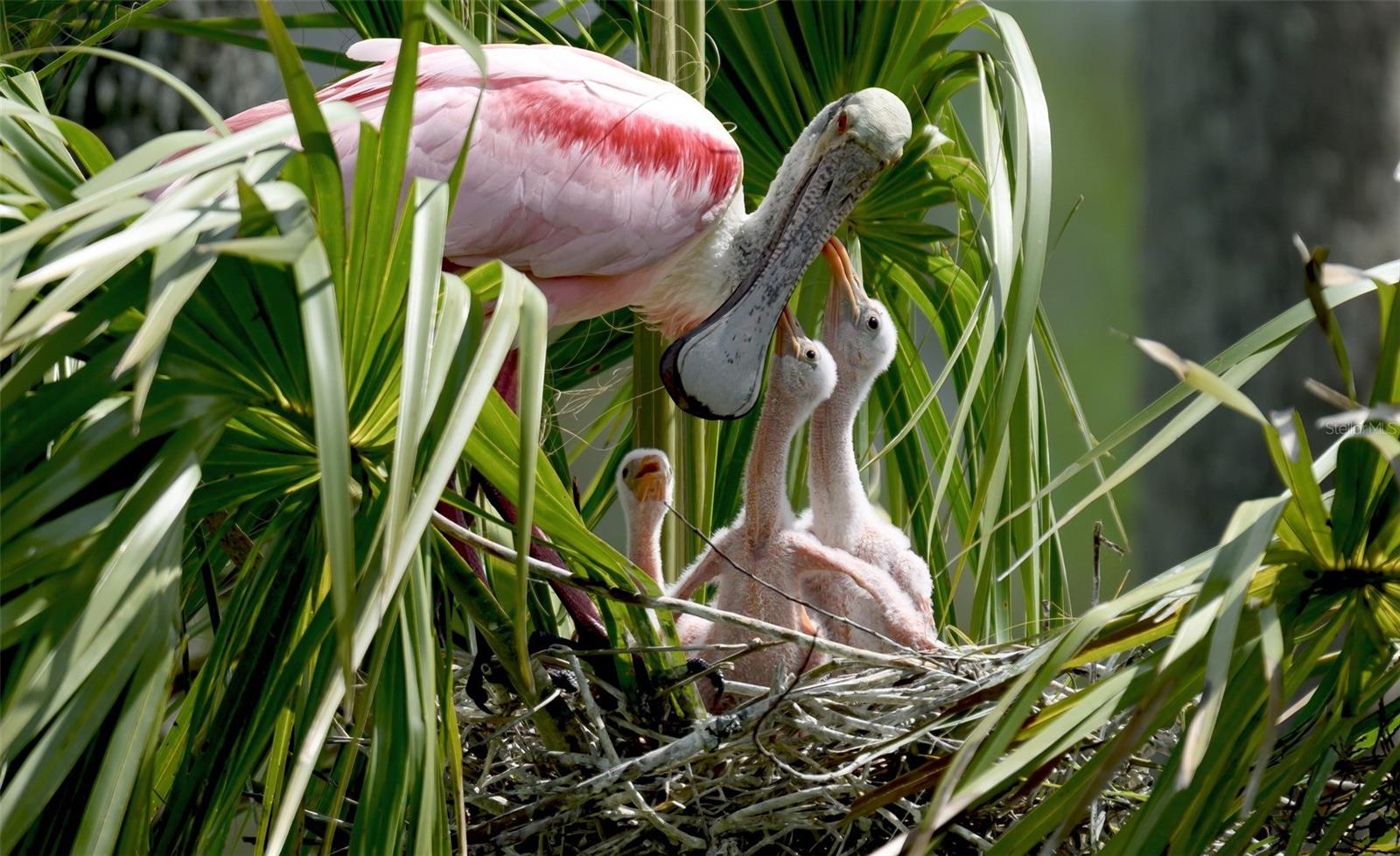 Image 59 of 71 For 9512 Colonial Drive