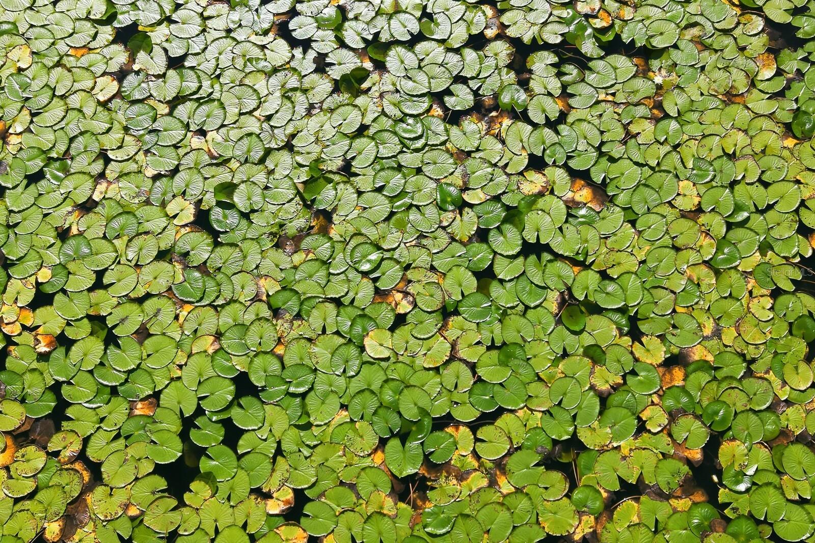 Image 41 of 52 For 7010 215th Street E