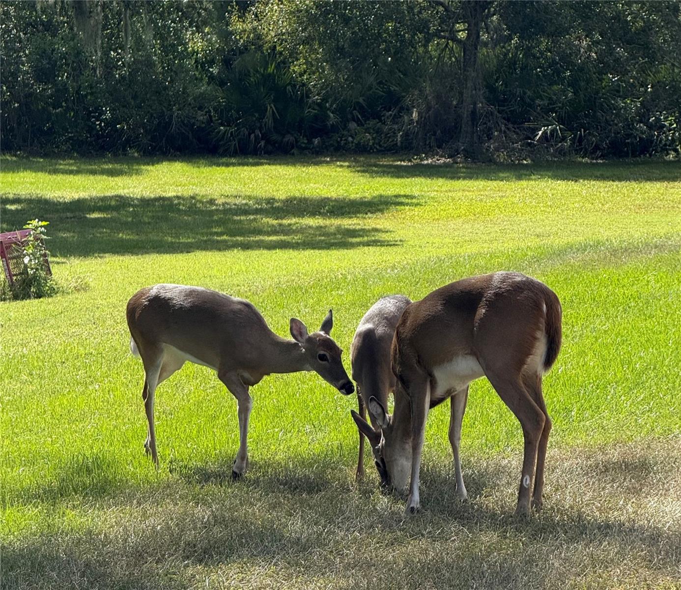 Image 59 of 59 For 1408 Oak Hammock Road