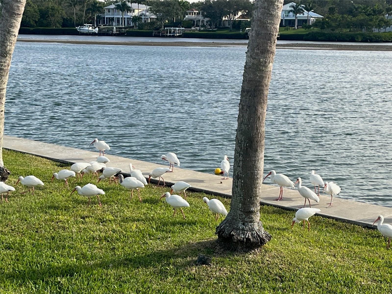 Image 56 of 61 For 929 Casey Cove Drive