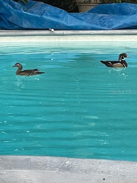 Image 36 of 57 For 3300 Mineola Drive