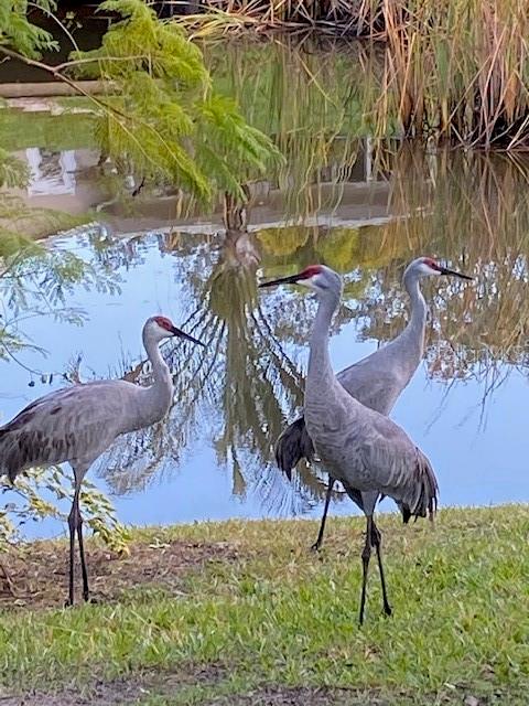 Image 39 of 57 For 3300 Mineola Drive