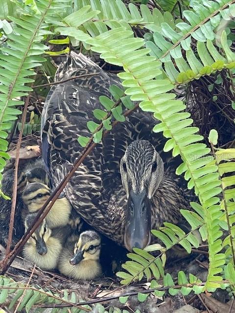 Image 55 of 57 For 3300 Mineola Drive