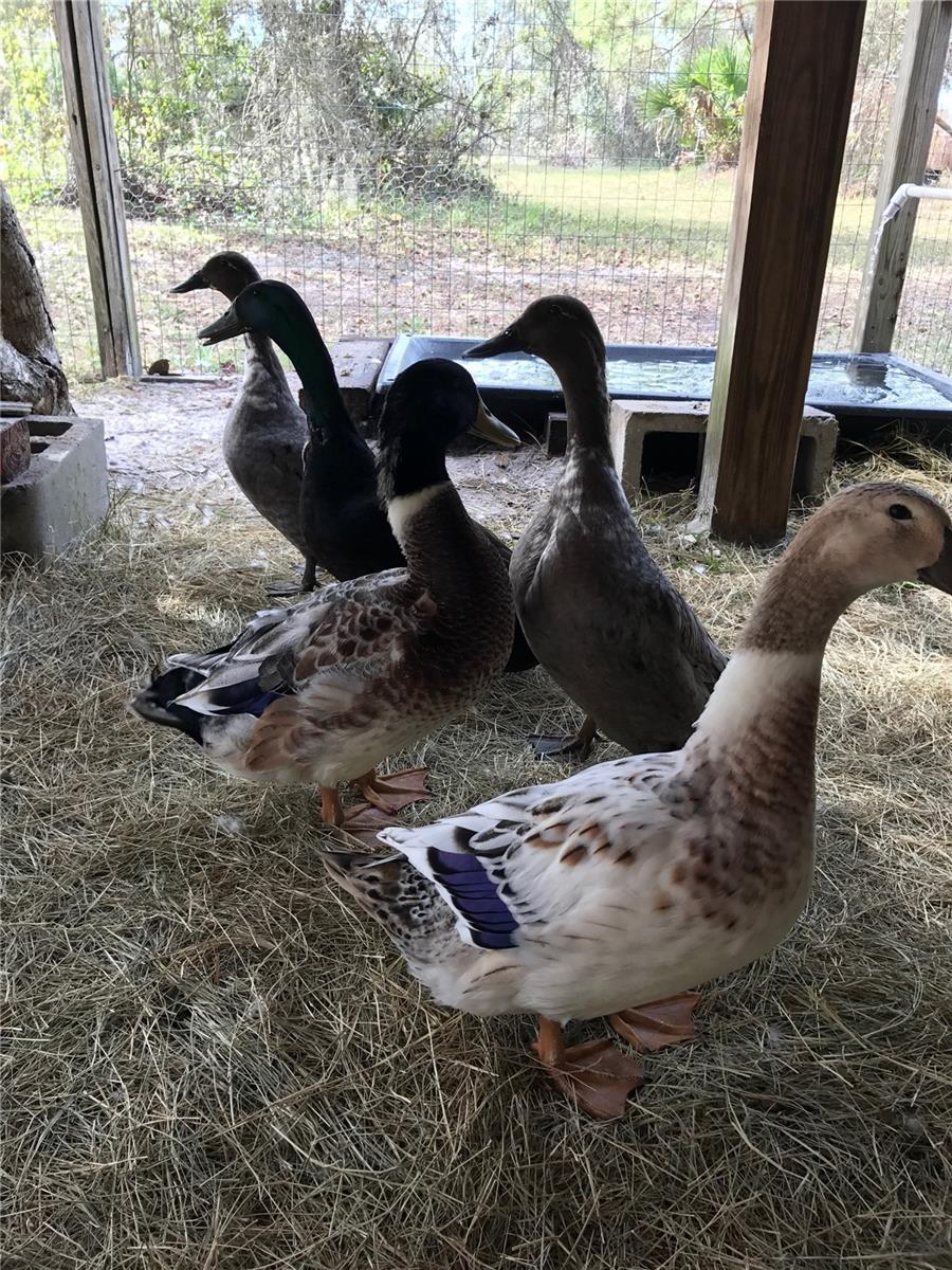 Image 34 of 60 For 6570 Old Ranch Road