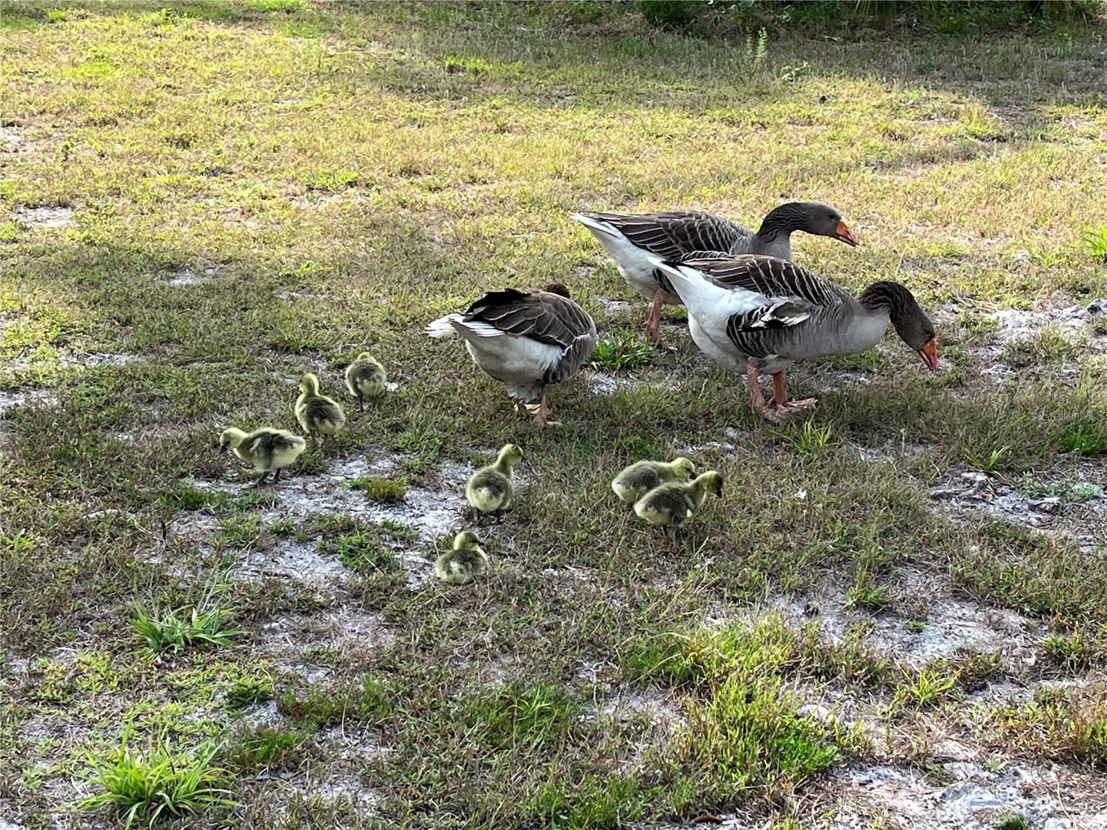 Image 42 of 60 For 6570 Old Ranch Road