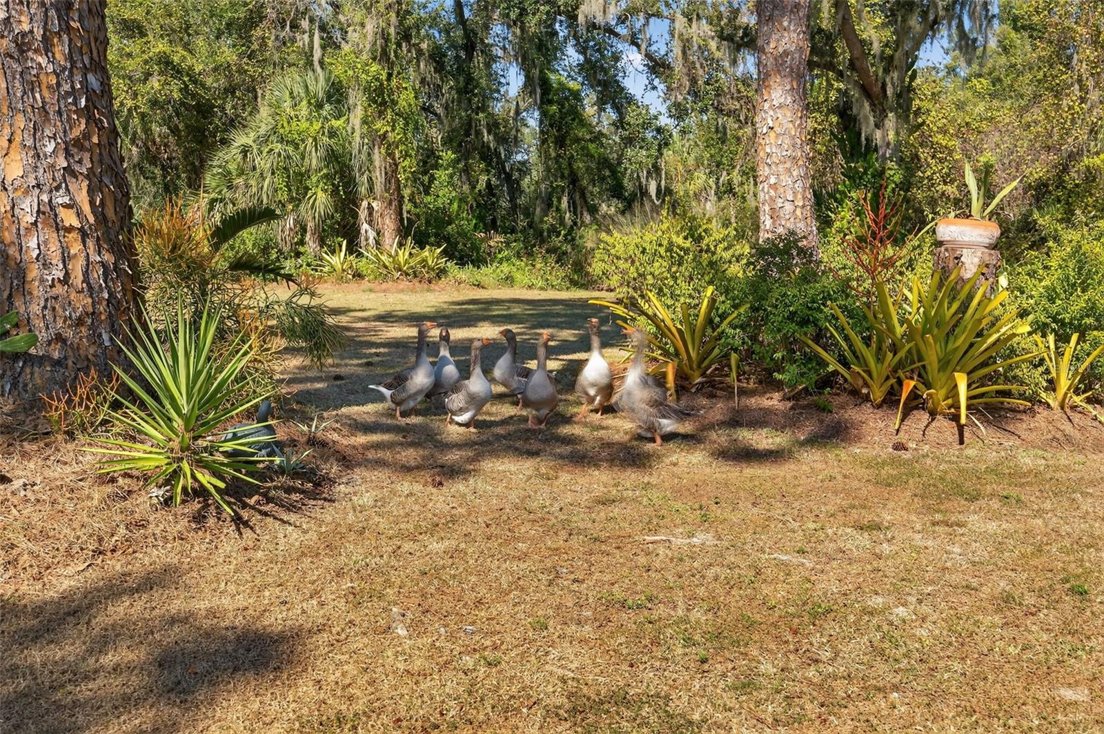 Image 56 of 60 For 6570 Old Ranch Road