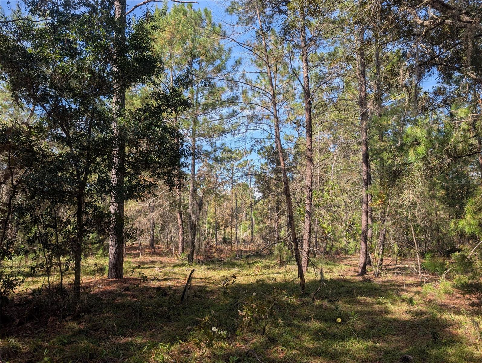 Image 13 of 21 For Poinciana Drive