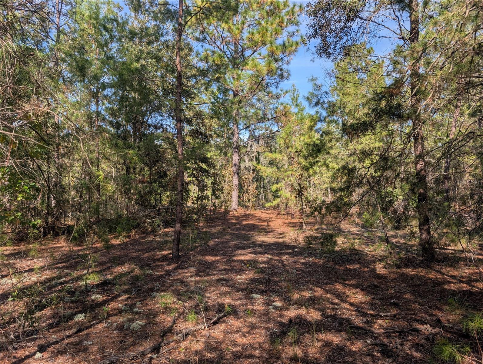 Image 14 of 21 For Poinciana Drive