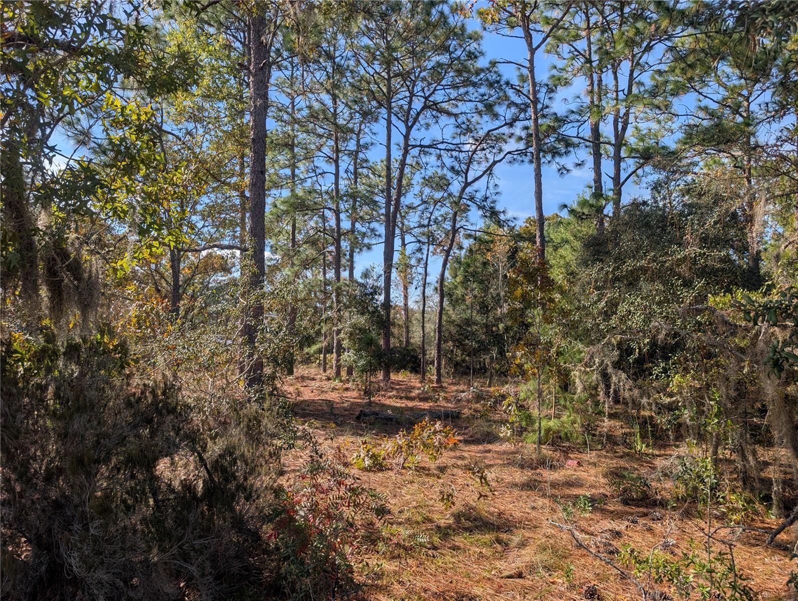 Image 17 of 21 For Poinciana Drive