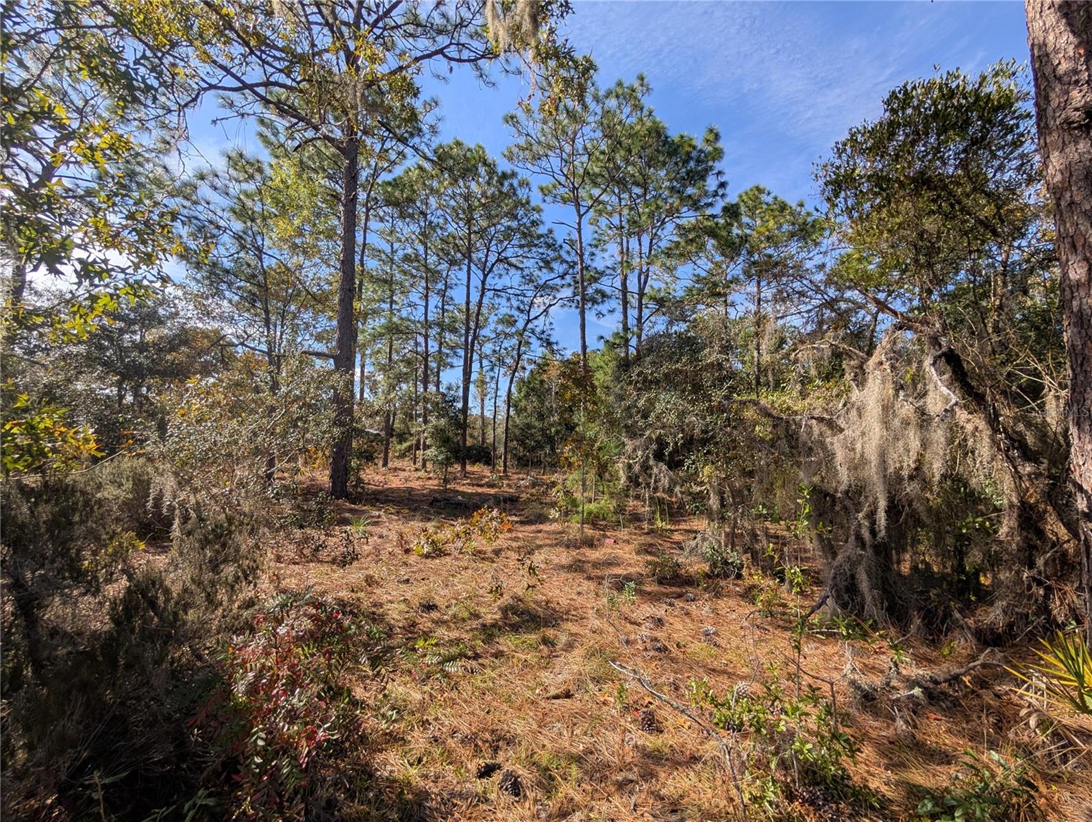 Image 18 of 21 For Poinciana Drive