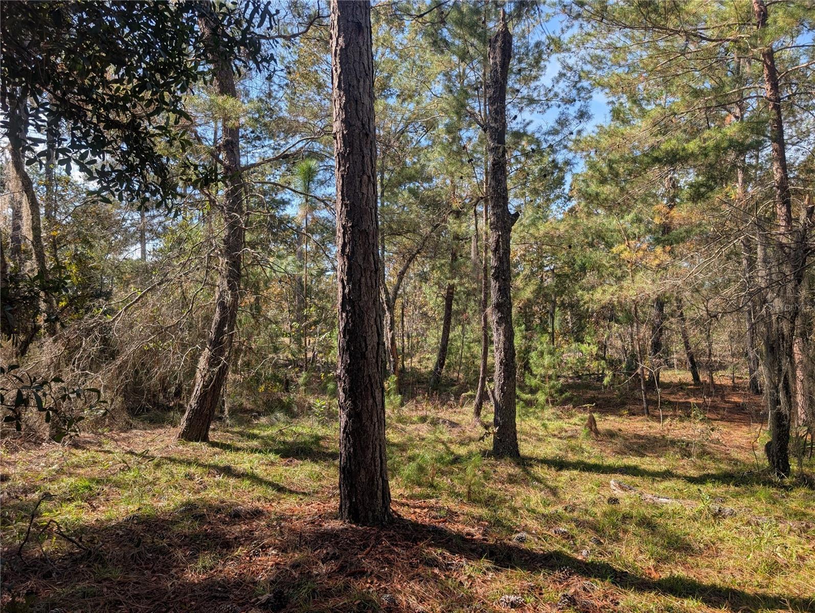 Image 19 of 21 For Poinciana Drive