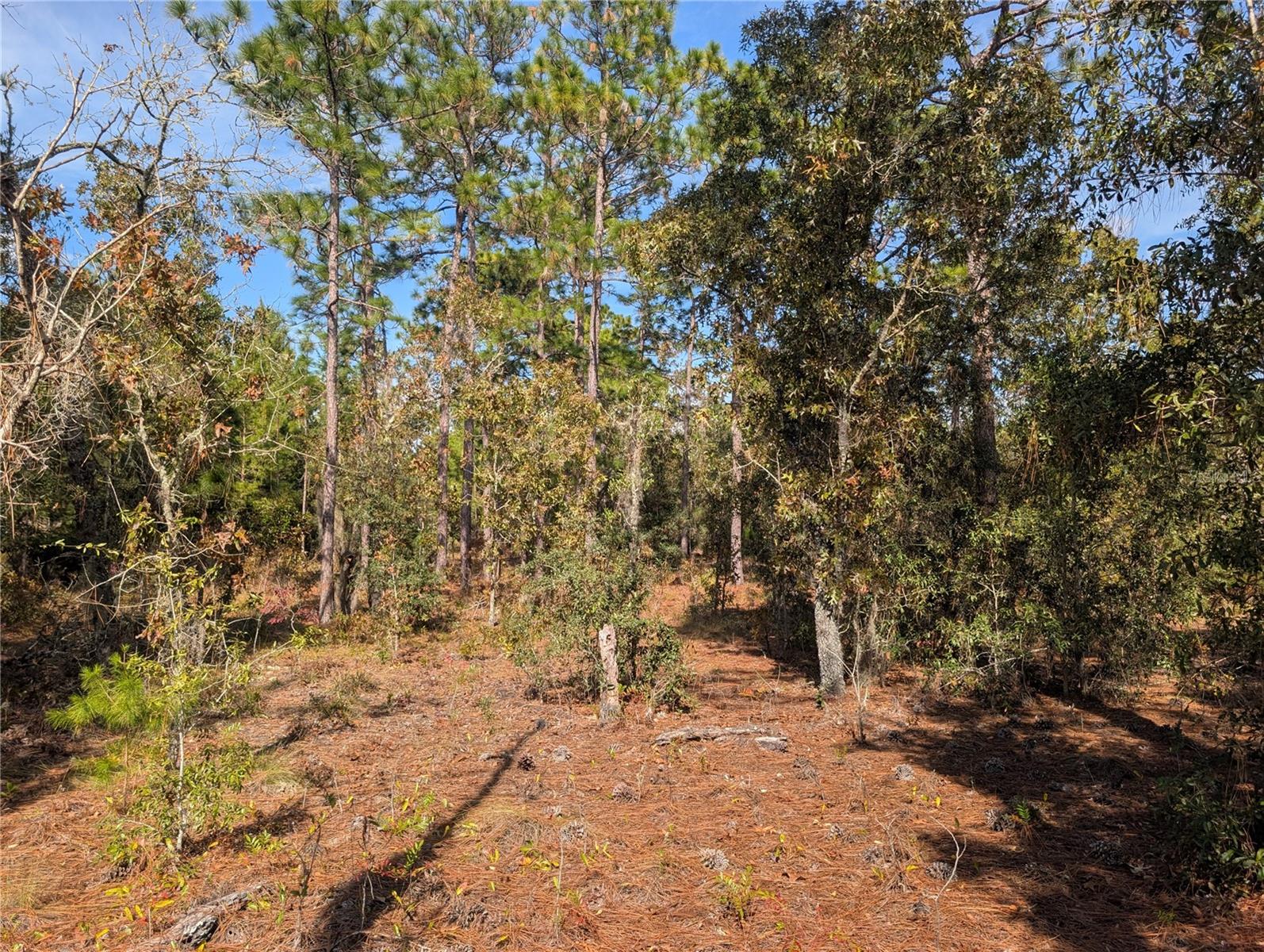 Image 20 of 21 For Poinciana Drive