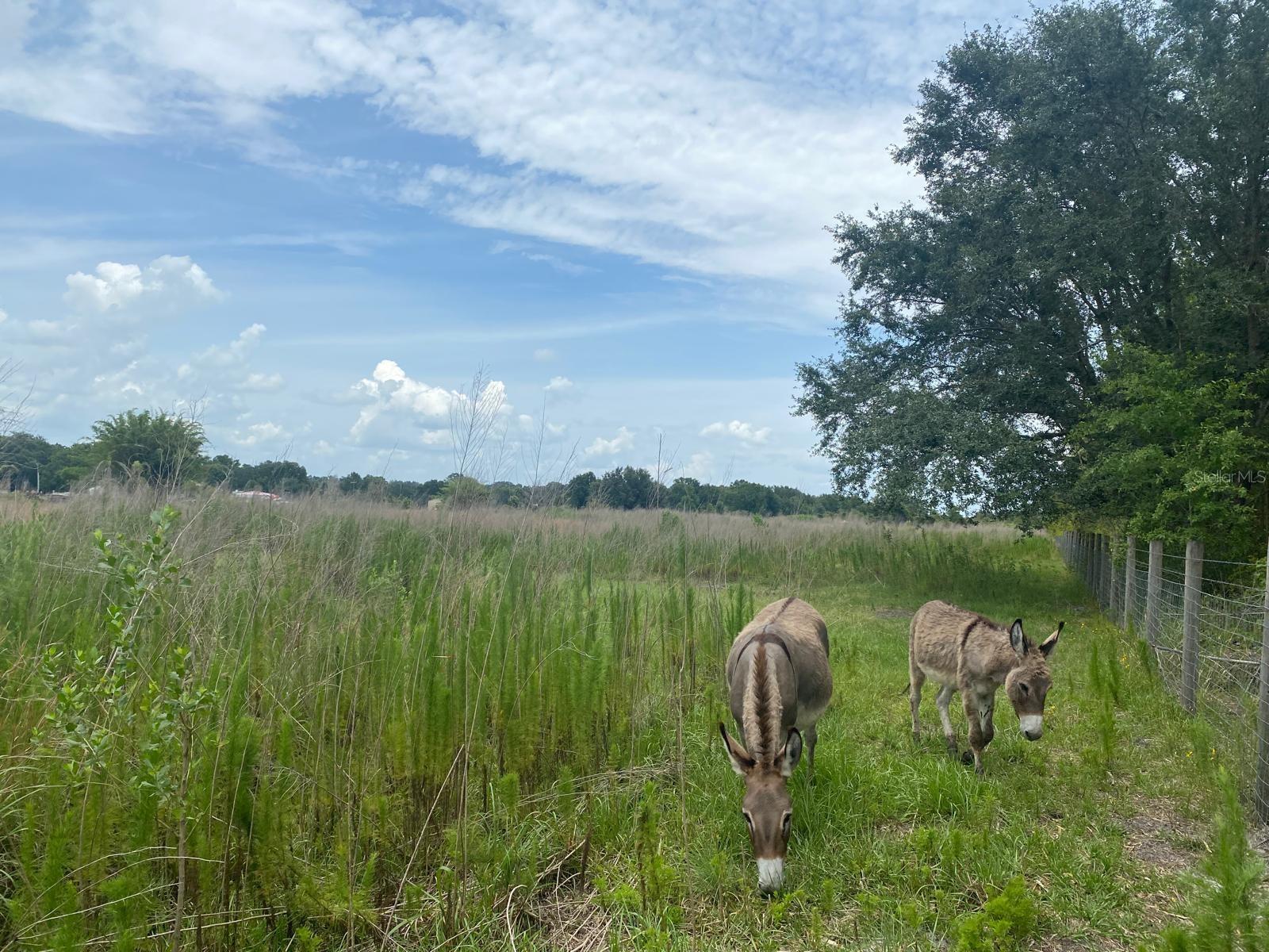 Image 7 of 8 For 5187 Greenfields Run