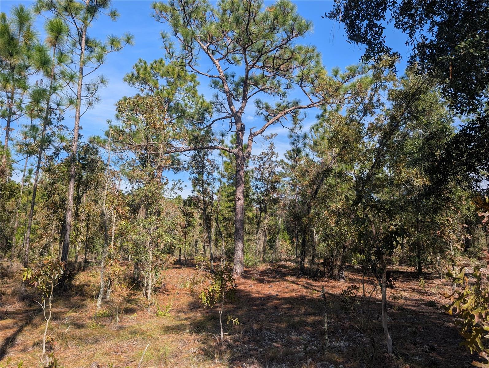 Image 11 of 24 For  Rose Trail 