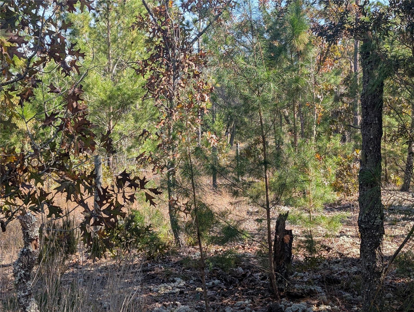 Image 12 of 24 For  Rose Trail 