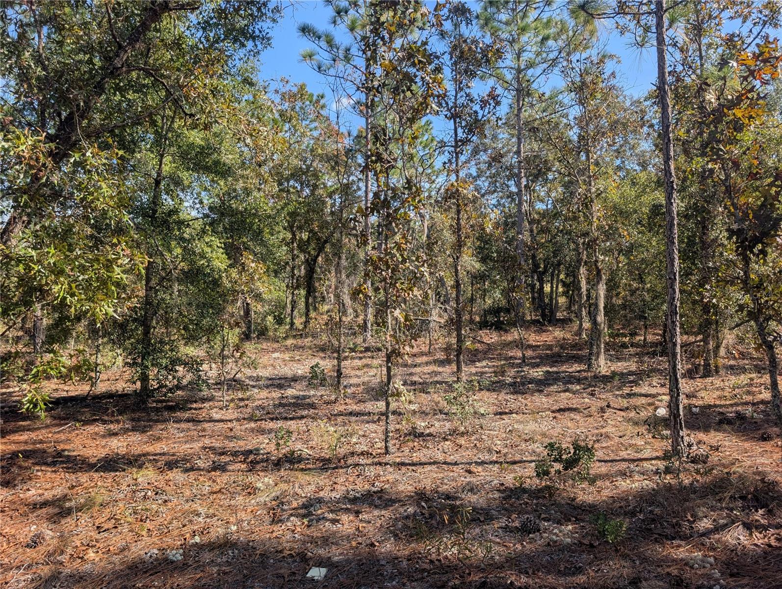 Image 14 of 24 For  Rose Trail 