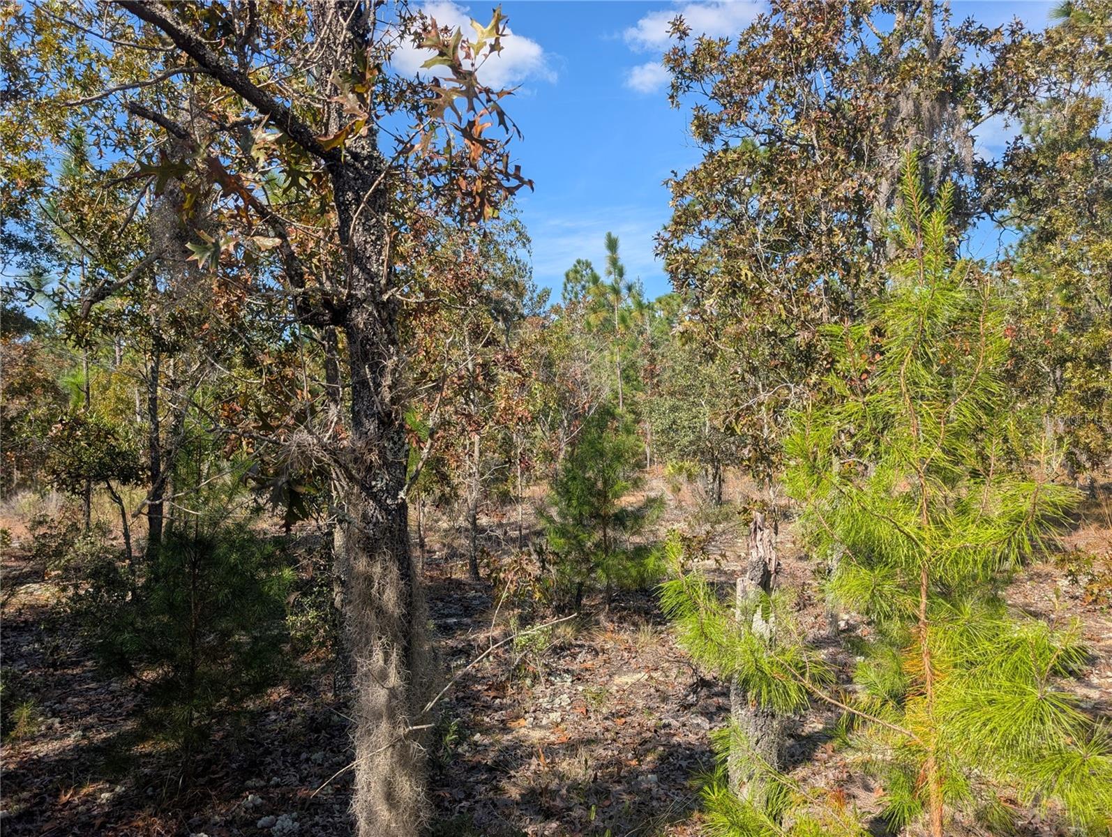 Image 15 of 24 For  Rose Trail 