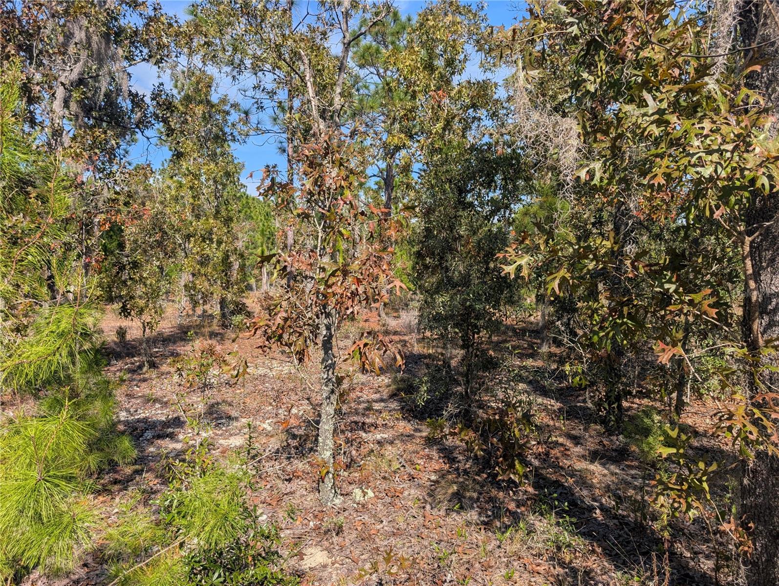 Image 16 of 24 For  Rose Trail 