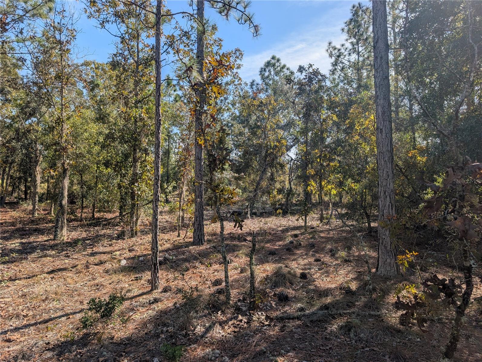 Image 18 of 24 For  Rose Trail 