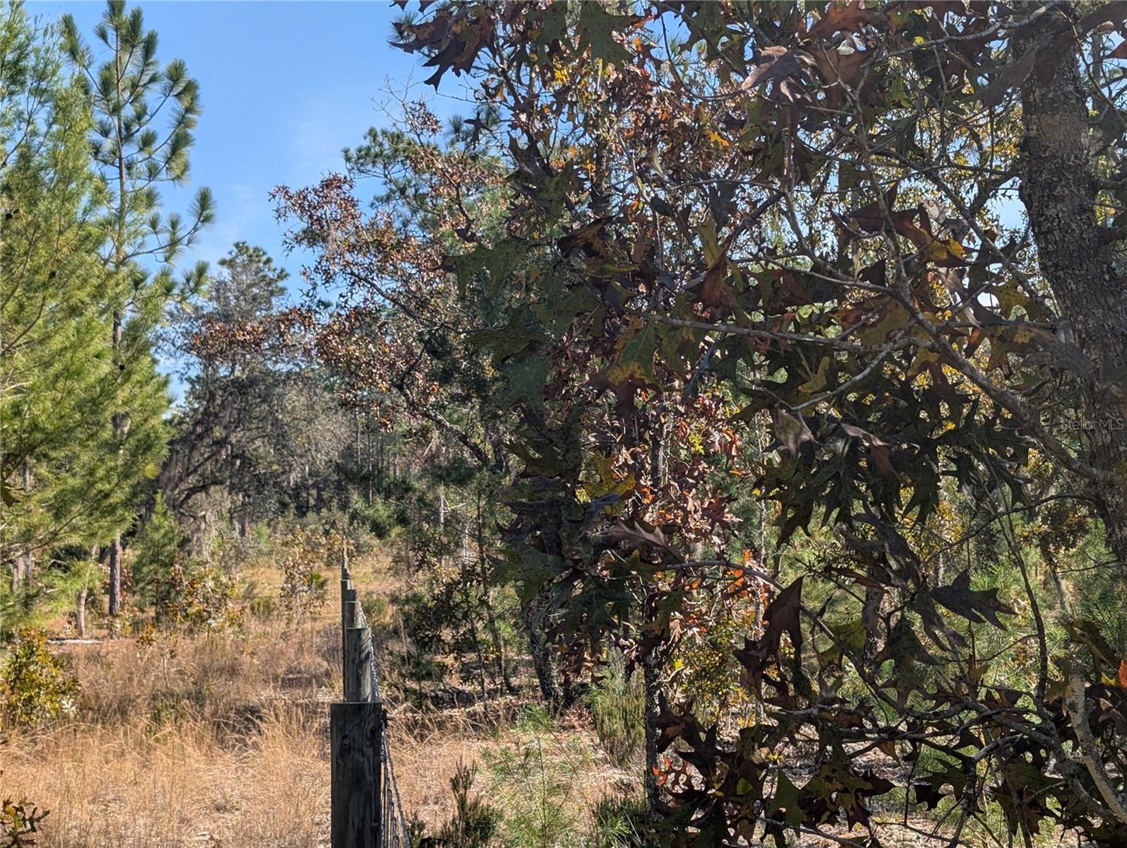 Image 19 of 24 For  Rose Trail 