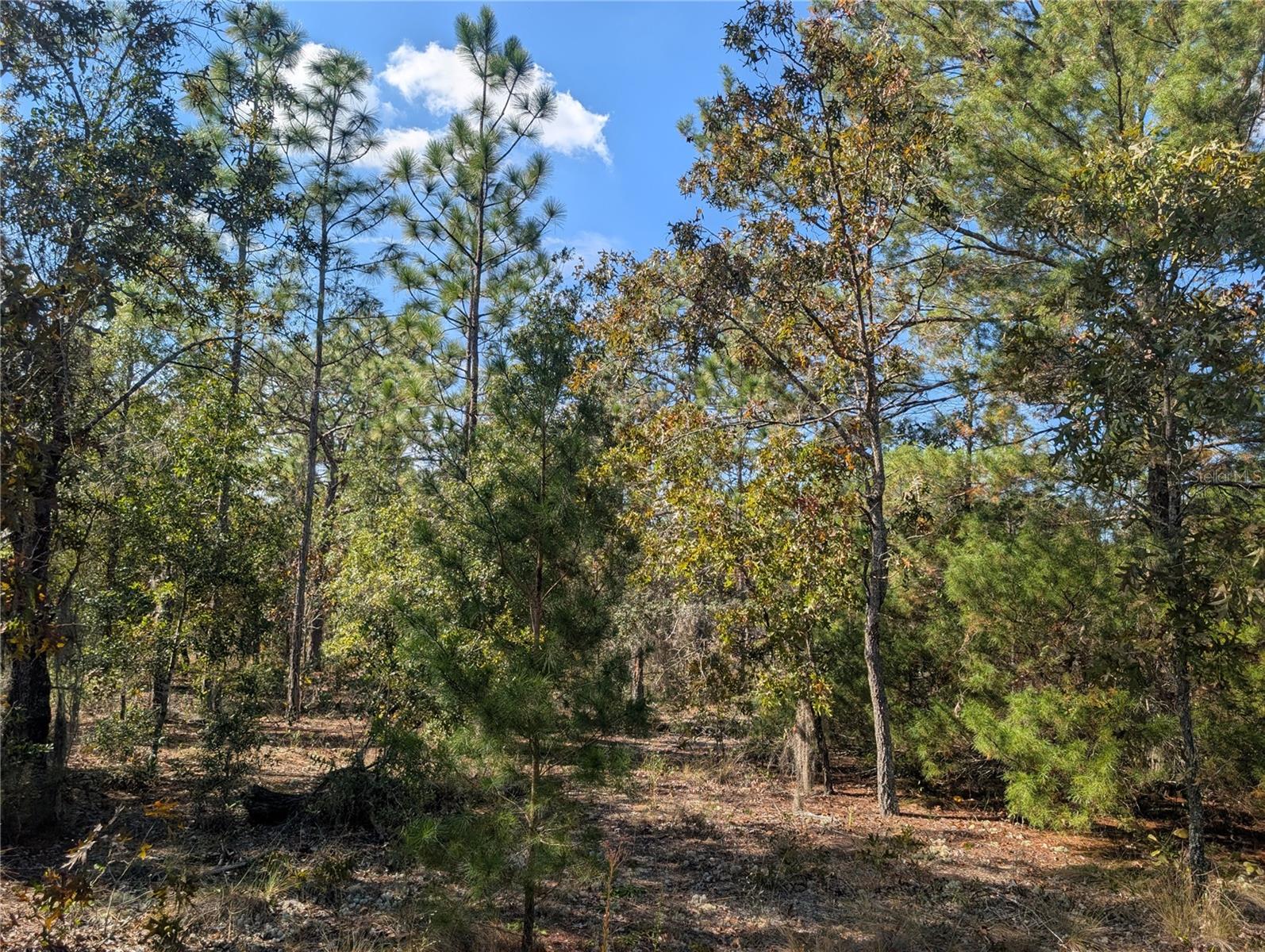 Image 20 of 24 For  Rose Trail 