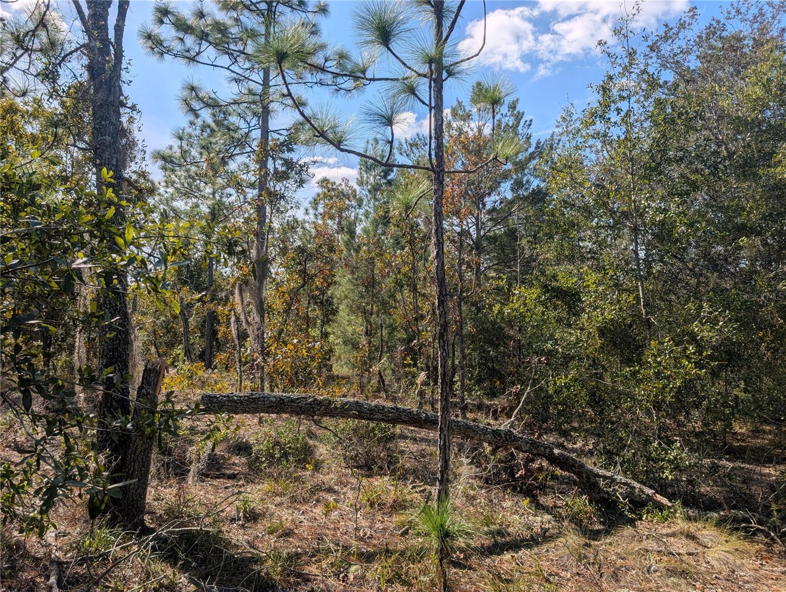 Image 24 of 24 For  Rose Trail 