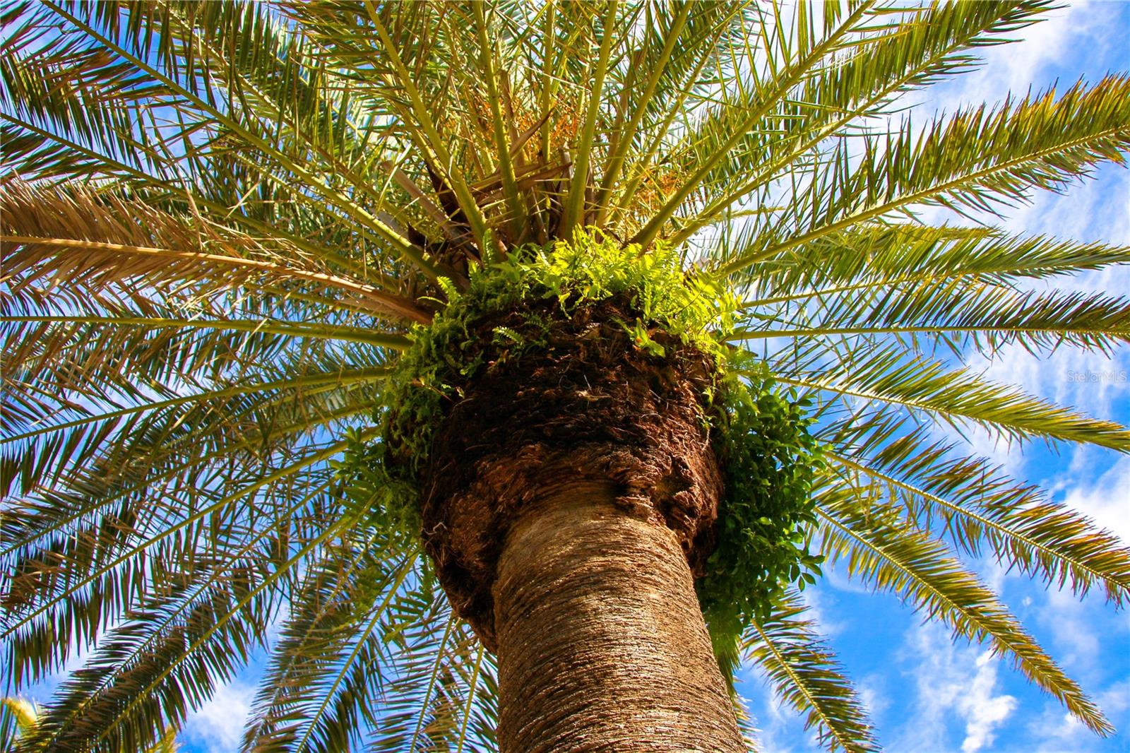 Image 35 of 79 For 3835 Almeria Court C1