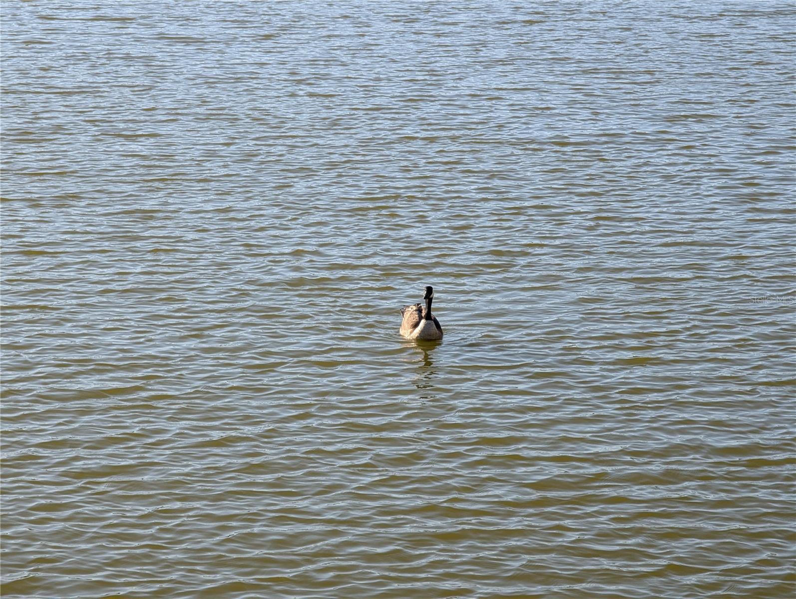 Image 32 of 32 For 3559 Lake Bayshore Drive J-204