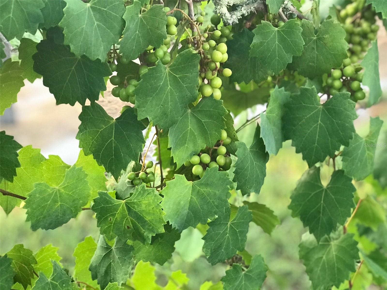 Listing photo id 87 for 19600 State Road 64