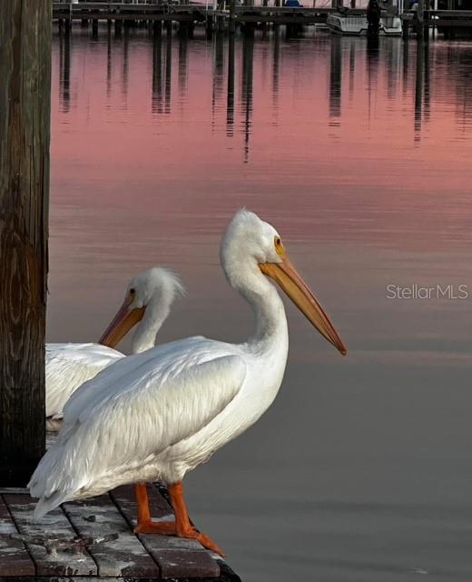 Image 32 of 49 For 10315 Cortez Rd W  1b