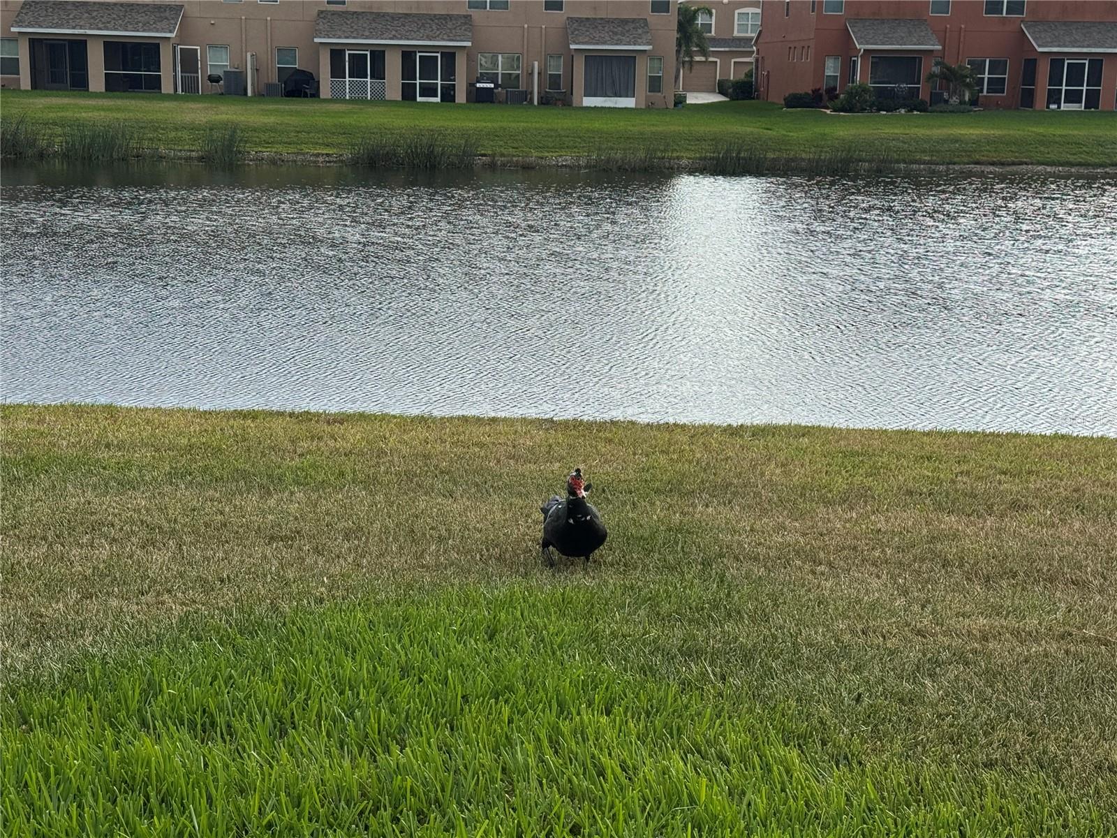 Image 19 of 19 For 11562 84th Street Circle E 102