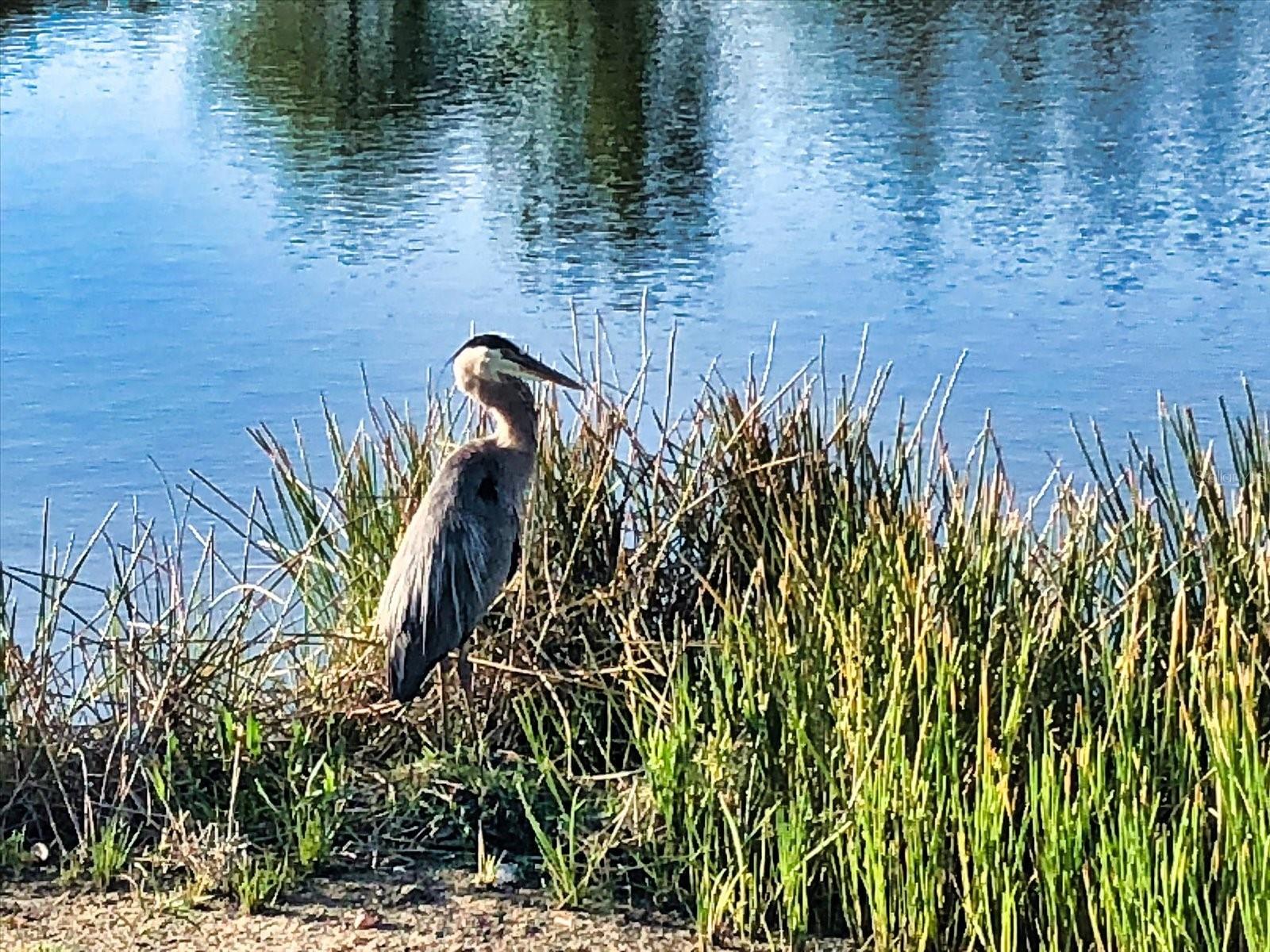 Image 46 of 70 For 11120 Mcdermott Court