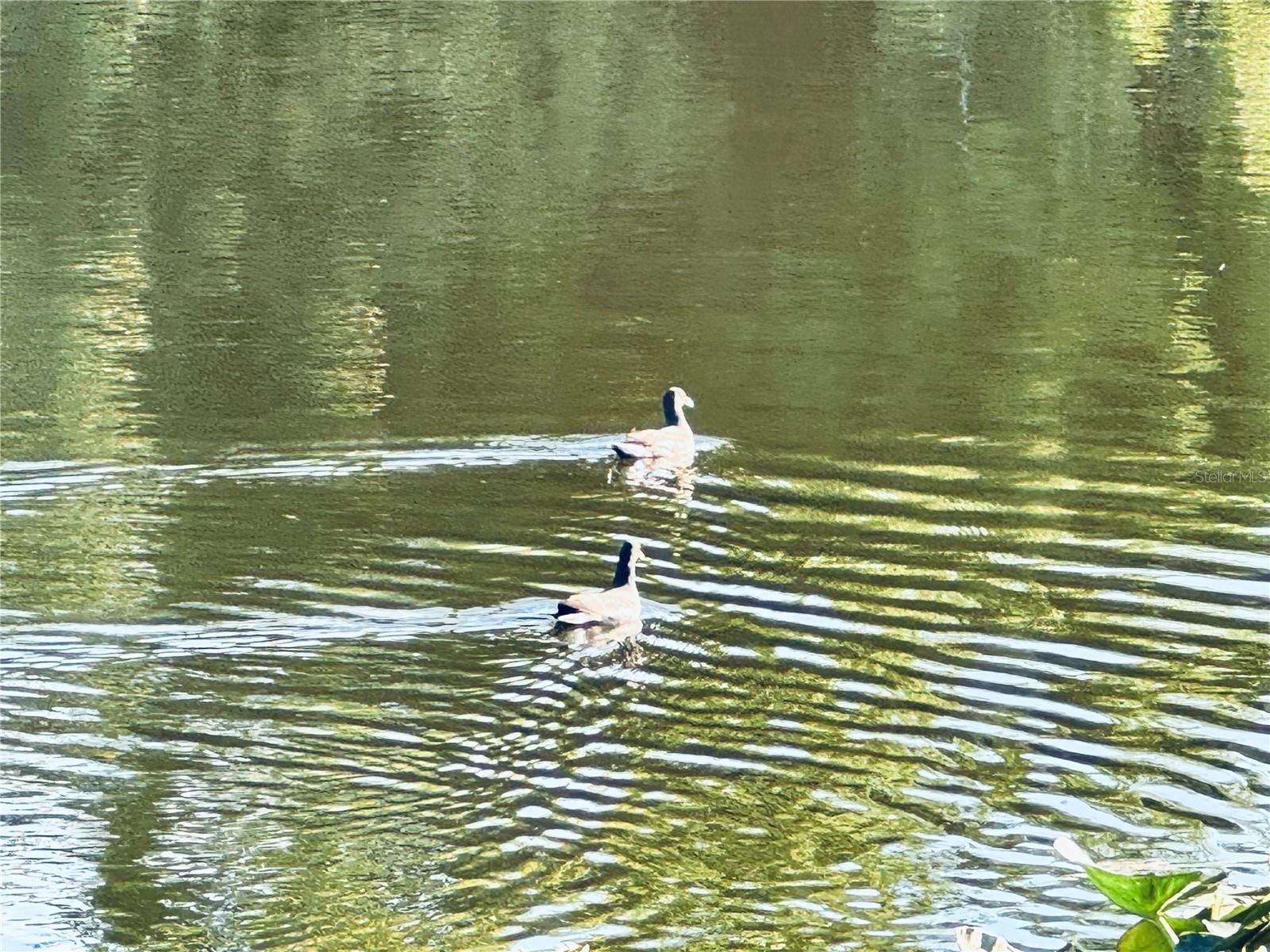 Image 13 of 54 For 2604 Hidden Lake Drive N 2604b