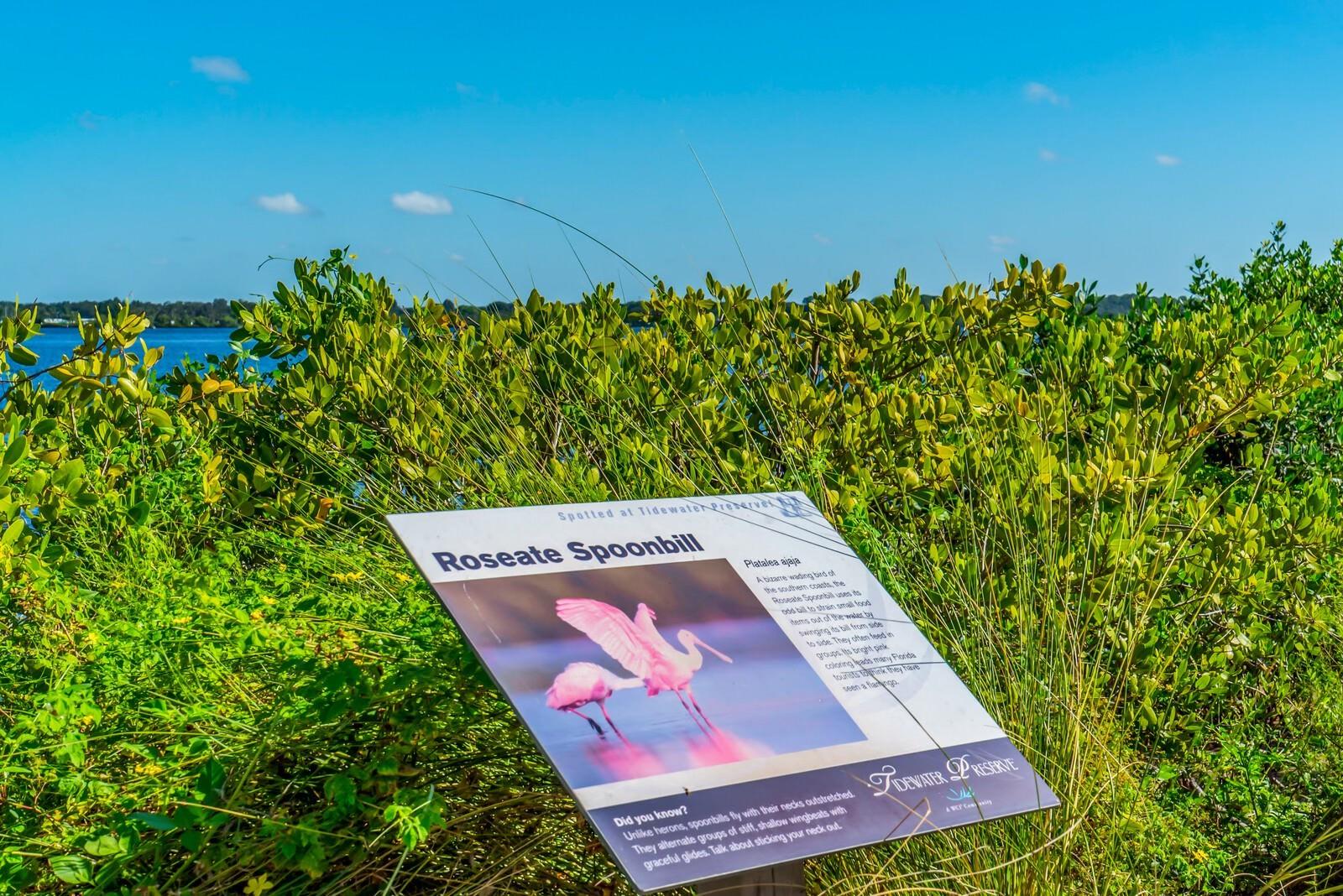 Image 56 of 80 For 5209 Lake Overlook Avenue