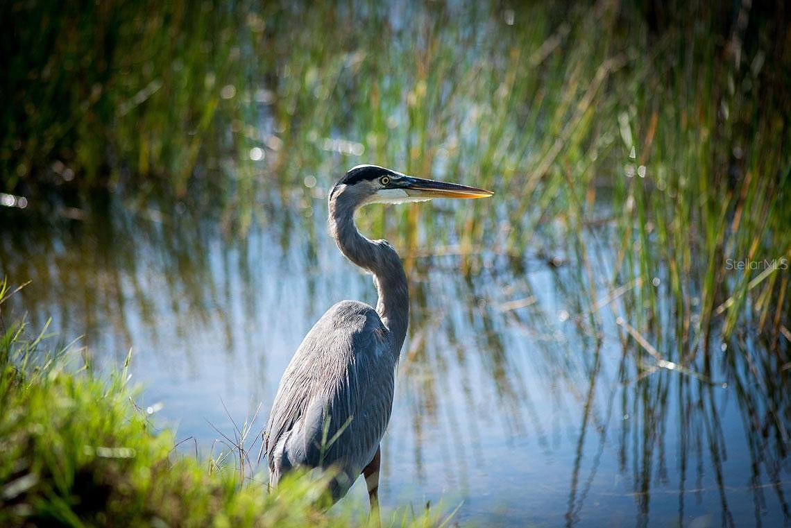 Image 51 of 58 For 9616 Turning Leaf Terrace
