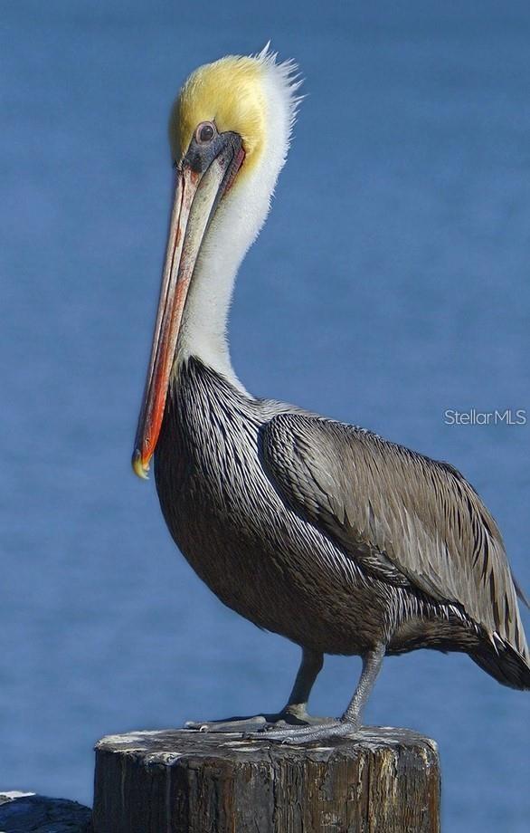 Image 77 of 77 For 1030 Tidewater Shores Loop 401