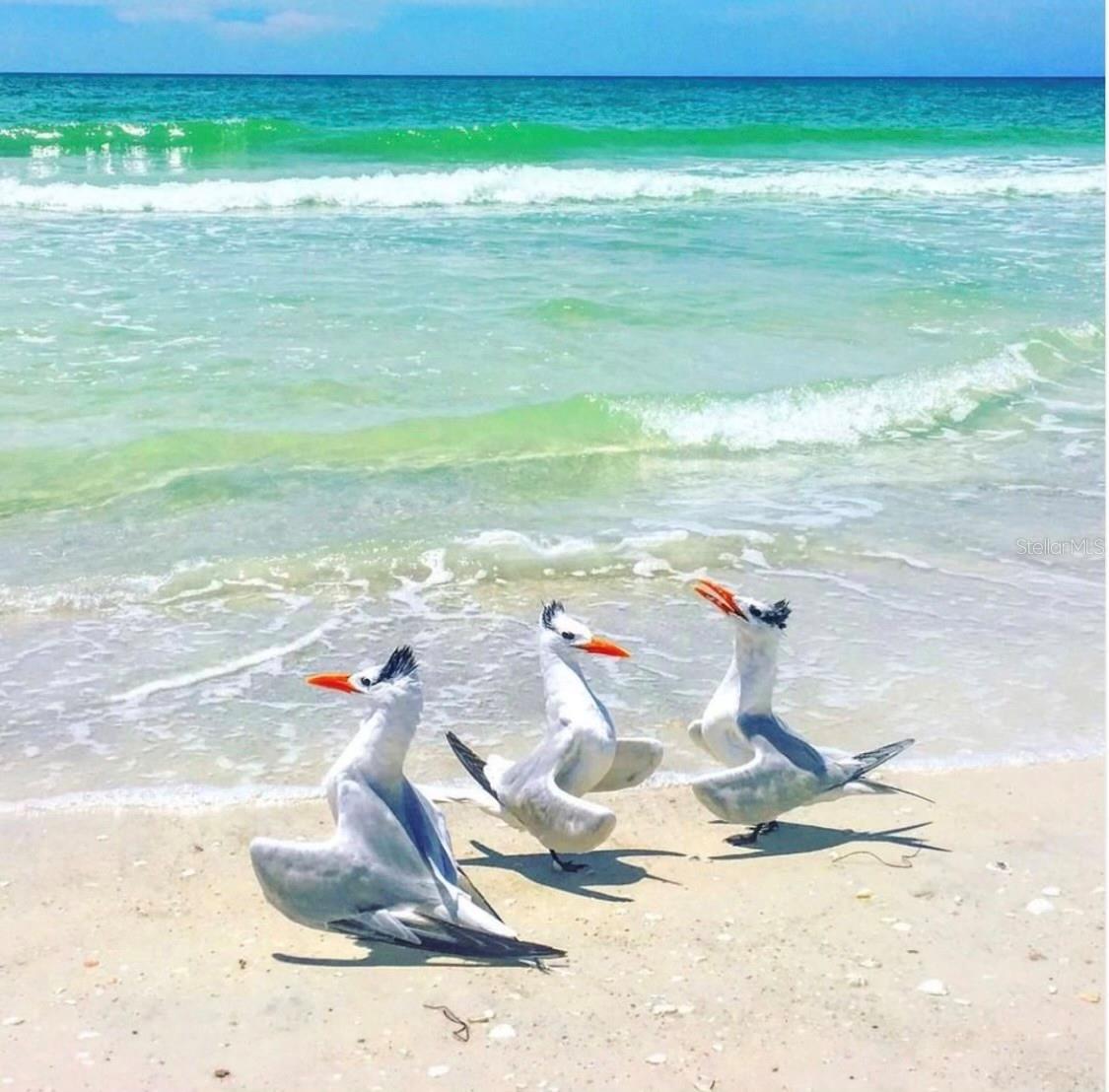 Image 8 of 69 For 6750 Gulf Of Mexico Drive 154