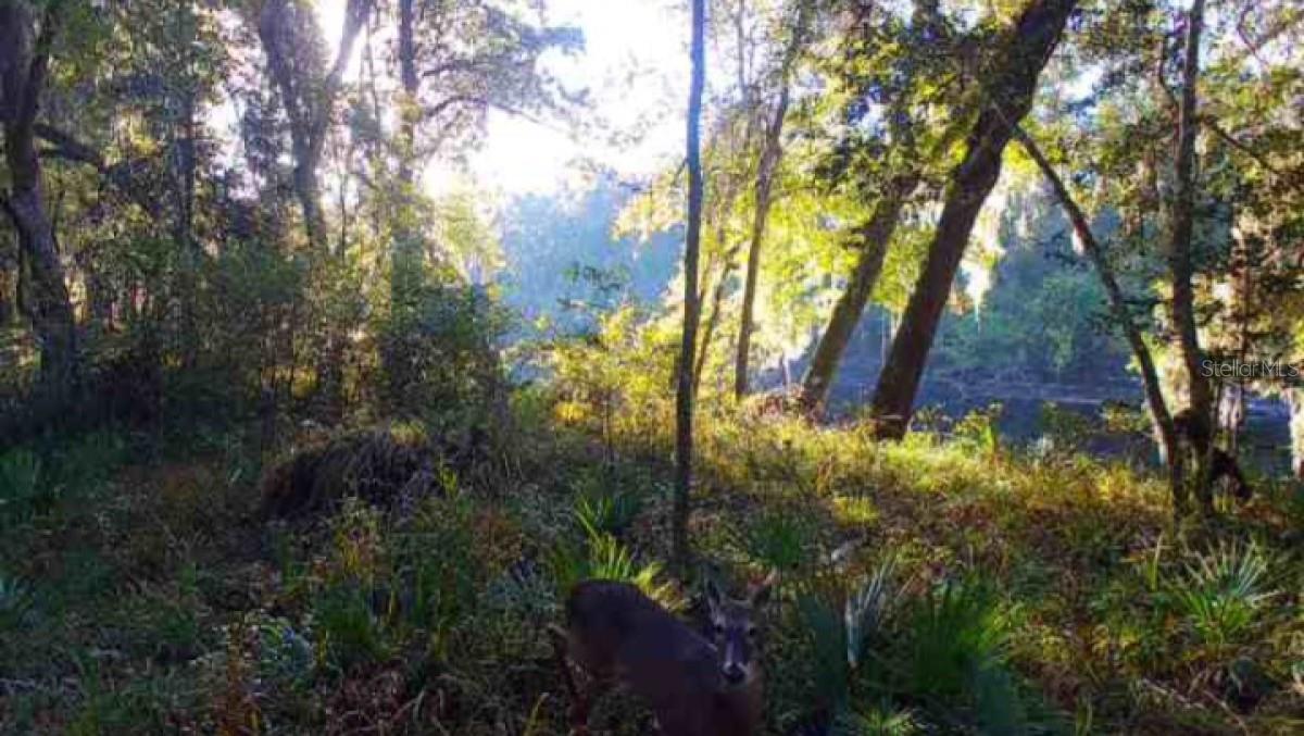 Image 7 of 9 For Dragon Way