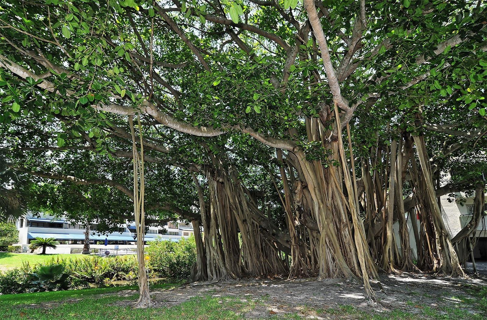 Image 41 of 92 For 835 Osprey Avenue 201